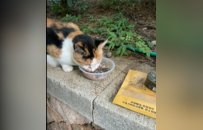 汇聚微光暖生灵！“爱心投喂站”携手航海王开展流浪猫粮公益捐赠活动