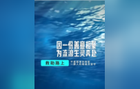 汇聚微光暖生灵！“爱心投喂站”携手航海王开展流浪猫粮公益捐赠活动