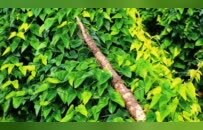 一道日影，一根山药 张宝山在登封观星台守望二十四节气里的农耕智慧