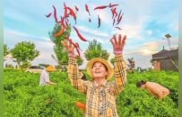 五谷晒中原 沃野绘金秋