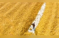 沃野流金 共话丰年