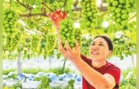 五谷晒中原 沃野绘金秋