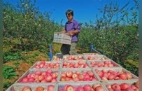 寻味秋日限定鲜果