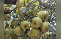 寻味秋日限定鲜果