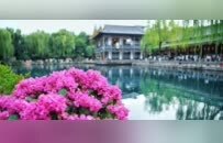 济南五龙潭新添美景，三角梅盛放绘就秋日画卷
