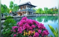 济南五龙潭新添美景，三角梅盛放绘就秋日画卷