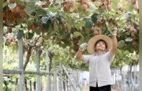 河南“精品果篮”是怎样炼成的？