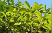真香！南昌城区第一波桂花悄然盛开（图）
