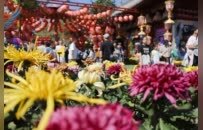 中国开封第44届菊花文化节将于10月18日启幕