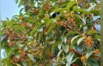 真香！南昌城区第一波桂花悄然盛开（图）