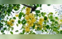 河南“精品果篮”是怎样炼成的？