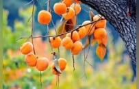 一键收藏！河南赏柿地图来了