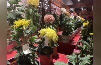 宋韵开封菊香溢 皇城夜色迎宾朋