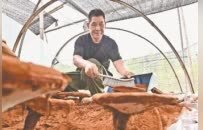 庐山“仙草” 智焕新颜（图）