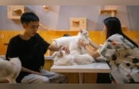 为宠物开门的城市，正在疯抢年轻人
