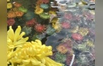 第十五届翰园情菊花插花雅集开幕！