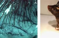 马斯克受多名科学家质疑：他的脑机接口最新、最疯狂、最具争议的点是什么？