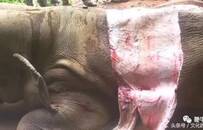 闲鱼、转转上可以买到野生保护动物制品 我们试了试