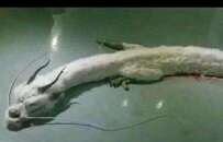 闲鱼、转转上可以买到野生保护动物制品 我们试了试