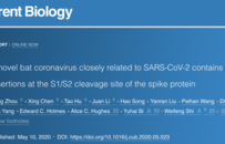 中国团队发现新蝙蝠冠状病毒，力证新冠起源于自然