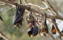 携带多种致命病毒！世界头号"毒王"为何自己活得很好