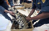 揭秘野生动物非法贸易路线图：网络非法交易逐增