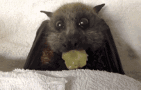 携带多种致命病毒！世界头号"毒王"为何自己活得很好