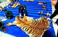 揭秘野生动物非法贸易路线图：网络非法交易逐增