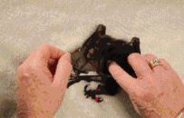 携带多种致命病毒！世界头号"毒王"为何自己活得很好