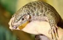 中科院病毒所就在武汉，他们用13年找到SARS“基因库”