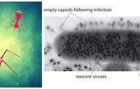 病毒，那条静止的河流