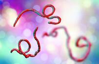 蝙蝠体内为何会有这么多病毒？致命病毒有这些