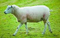 蝙蝠体内为何会有这么多病毒？致命病毒有这些