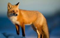 “鸡你太美”：欧洲曾用鸡头让狂犬病绝迹