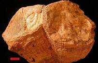 用一只贝壳，科学家窥见7000万年前的日夜