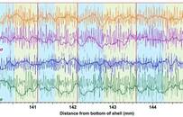 用一只贝壳，科学家窥见7000万年前的日夜