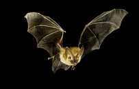 为新冠疫苗“献身”的动物：雪貂、马、老鼠还有鸡