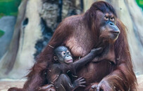 约吗？一起去天津动物园看红毛猩猩萌宝“一哥”