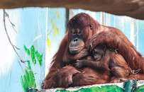 约吗？一起去天津动物园看红毛猩猩萌宝“一哥”