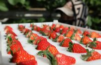 丹东今年第一批草莓熟了！