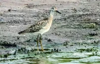 锦州大小凌河口成“候鸟天堂” 多种珍稀鸟类种群数量创纪录