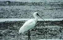 锦州大小凌河口成“候鸟天堂” 多种珍稀鸟类种群数量创纪录