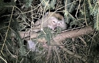 美国逃跑的实验猴子被找到：3只被安乐死 未解释原因