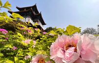 凤鸣|花开满城，谁与洛阳牡丹争国色？