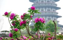 凤鸣|花开满城，谁与洛阳牡丹争国色？