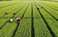 谁在收割青麦？牧场负责人：每亩1500元 没有牧场会这么高价收购