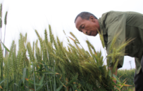 谁在收割青麦？牧场负责人：每亩1500元 没有牧场会这么高价收购