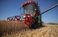 谁在收割青麦？牧场负责人：每亩1500元 没有牧场会这么高价收购