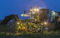 阿兹特克人的菜 为何扎根中国？