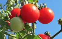 阿兹特克人的菜 为何扎根中国？